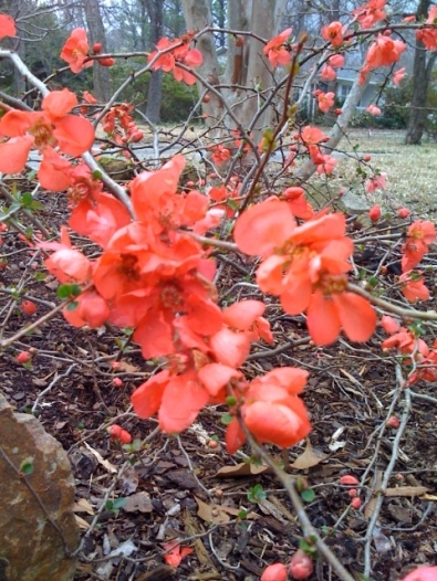The color of these quince looks like a bridesmaid dress I once wore. I like the color on the quince much better.